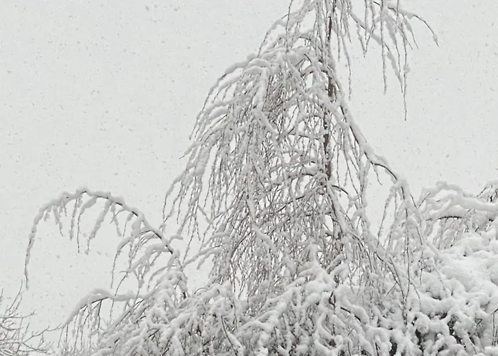 Winterwood Bed & Breakfast *